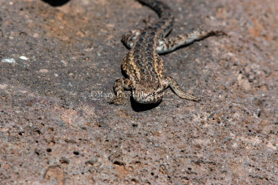 Common Side-blotched Lizard _MG_0507.jpg