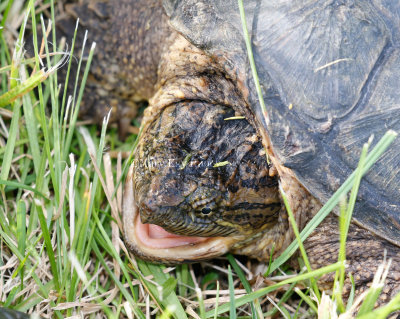 Common Snapping Turtle _2MK4503.jpg