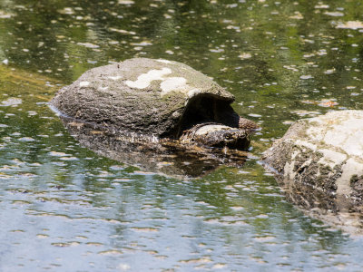 Common Snapping Turtle _2MK9248.jpg