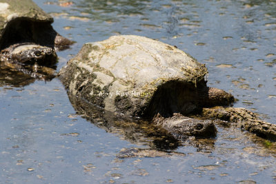 Common Snapping Turtle _2MK9250.jpg