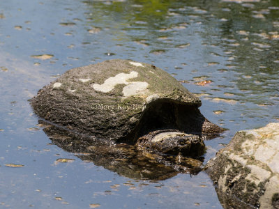 Common Snapping Turtle _2MK9257.jpg