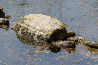 Common Snapping Turtle _2MK9261.jpg