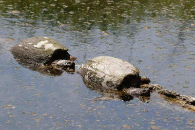 Common Snapping Turtle _2MK9262.jpg