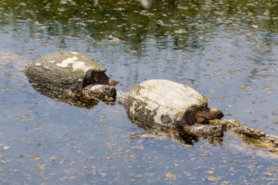 Common Snapping Turtle _2MK9267.jpg