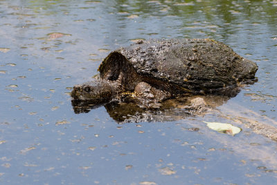 Common Snapping Turtle _2MK9272.jpg