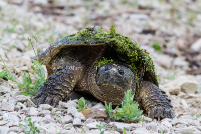 Common Snapping Turtle _7MK2137.jpg