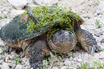 Common Snapping Turtle _7MK2150.jpg