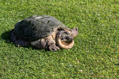 Common Snapping Turtle _MKR8363.jpg