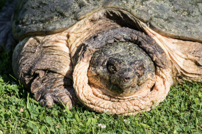 Common Snapping Turtle _MKR8369.jpg