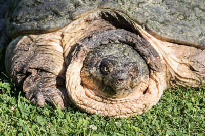 Common Snapping Turtle _MKR8372.jpg