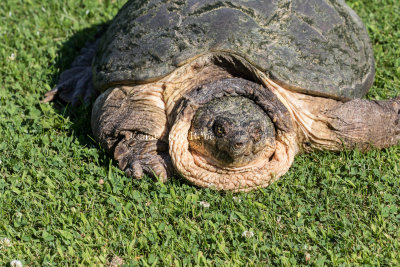 Common Snapping Turtle _MKR8375.jpg