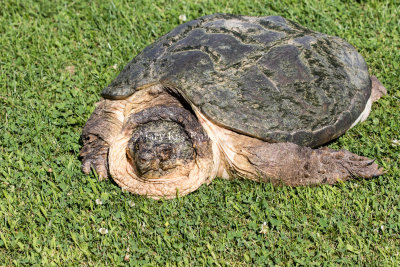 Common Snapping Turtle _MKR8378.jpg