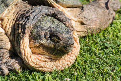 Common Snapping Turtle _MKR8387.jpg