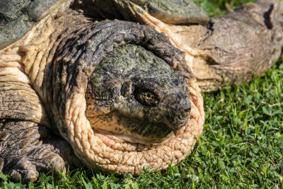 Common Snapping Turtle _MKR8392.jpg