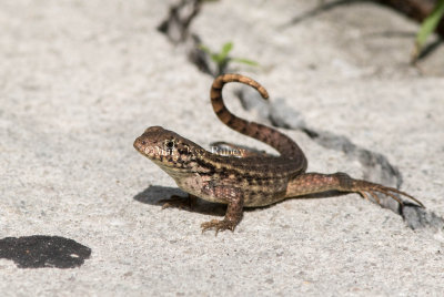 Curly-tailed Lizard _MK22322.jpg