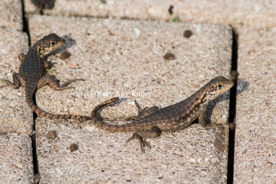 Curly-tailed Lizard _MK22731.jpg