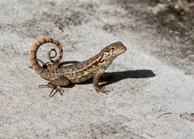 Curly-tailed Lizard _MK23197.jpg