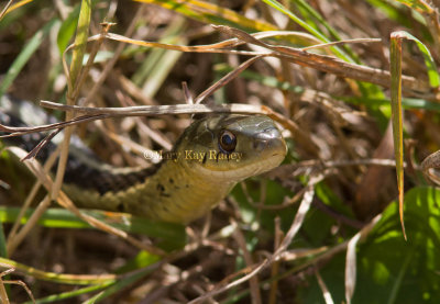 Garter Snake _MG_1892.jpg