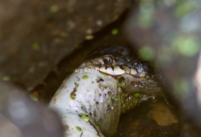 Garter Snake eating frog _MG_8718.jpg