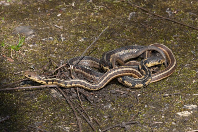 Garter Snake mating _11R1134.jpg