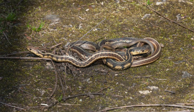 Garter Snake mating _11R1137.jpg