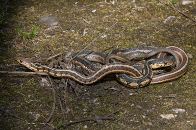 Garter Snake mating _11R1140.jpg