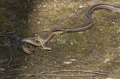 Garter Snake mating  _11R1167.jpg