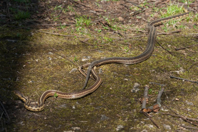 Garter Snake mating female dragging male away _11R1169.jpg