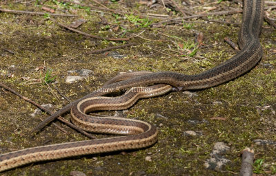 Garter Snake mating female dragging male away _11R1171.jpg