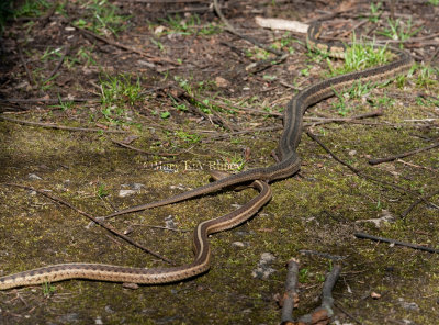 Garter Snake mating female dragging male away _11R1173.jpg