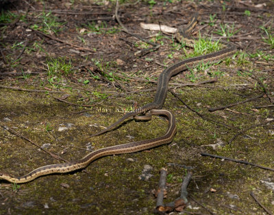 Garter Snake mating female dragging male away _11R1175.jpg