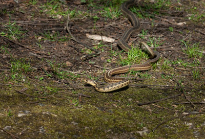 Garter Snake mating female dragging male away _11R1180.jpg