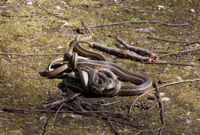 Garter snake mating ball _11R1085.jpg