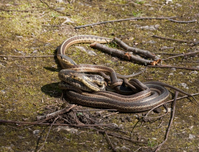 Garter snake mating ball _11R1089.jpg
