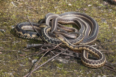 Garter snake mating ball _11R1095.jpg