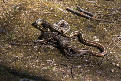 Garter snake mating ball x 4 _11R1094.jpg