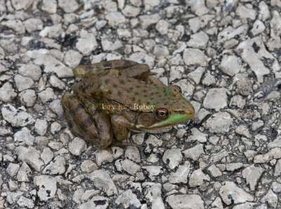 Green Frog _11R9934.jpg