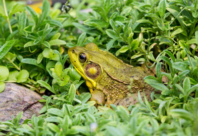 Green Frog _5MK3371.jpg