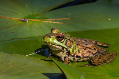 Green Frog _7MK0019.jpg