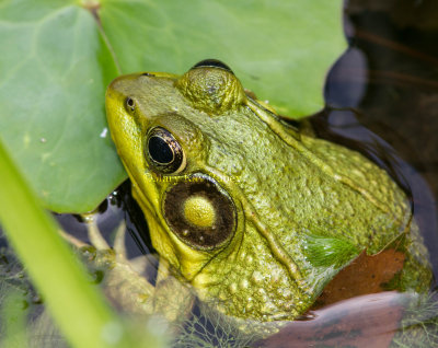 Green Frog _7MK0141.jpg