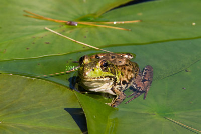 Green Frog _7MK9976.jpg