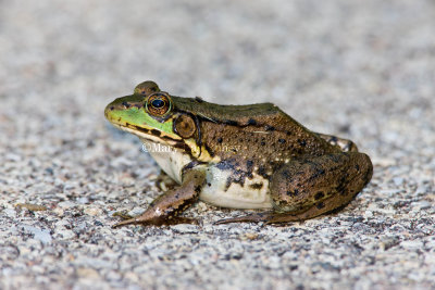 Green Frog _I9I0564.jpg