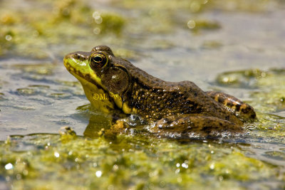 Green Frog _I9I1811.jpg