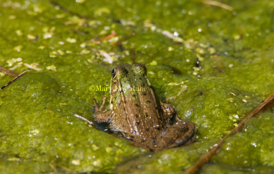 Green Frog _I9I5235.jpg