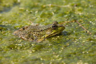 Green Frog _I9I5283.jpg