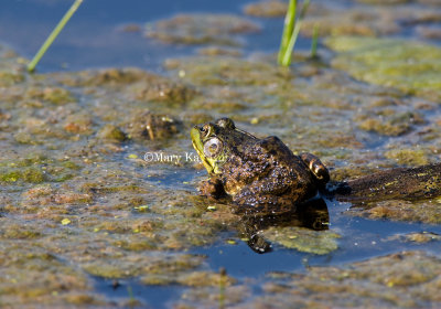 Green Frog _I9I5932.jpg