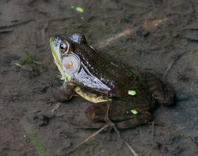 Green Frog male _11R9236.jpg