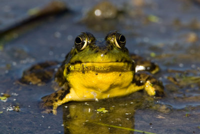 Green Frog male _H9G4093.jpg