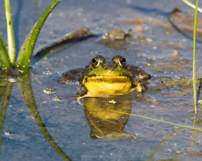 Green Frog male _MG_9734.jpg