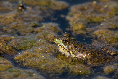 Green Frog with ant on nose _I9I5959.jpg